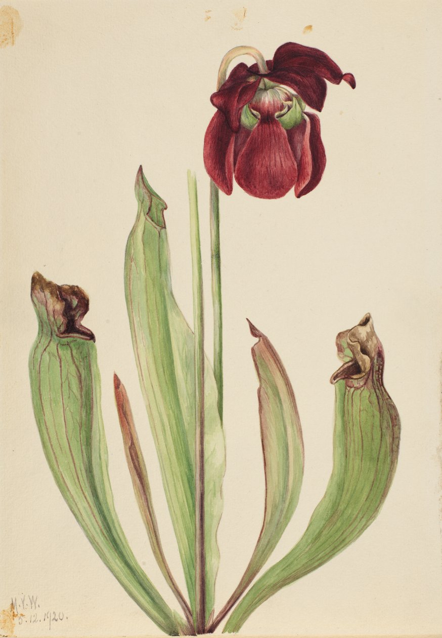 الهجين القارورة Sarracenia rubra xs purpurea venosa ، 1920. بواسطة ماري فو والكوت