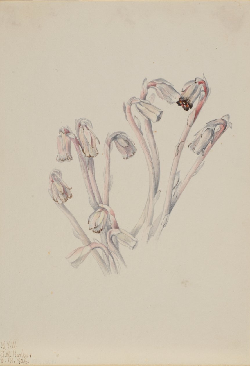 الأنبوب الهندي Monotropa uniflora ، 1926. بواسطة ماري فو والكوت