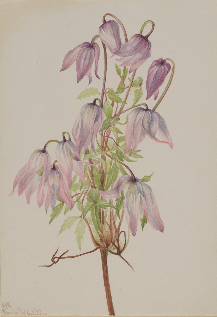 Jicarilla Clematis pseudoalpina ، 1933. بواسطة ماري فو والكوت