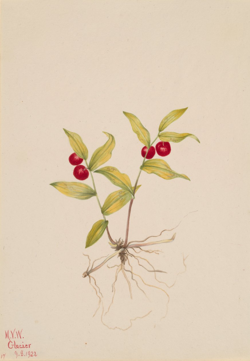 Kruhsea Kruhsea streptopoides ، 1922. بواسطة ماري فو والكوت
