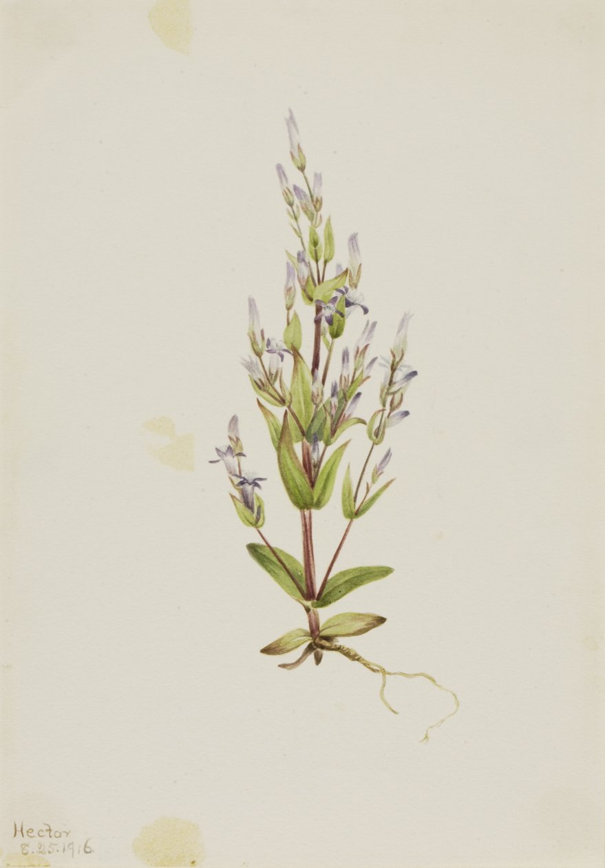 Ladder Gentian Acute Gentian ، 1916. بواسطة ماري فو والكوت