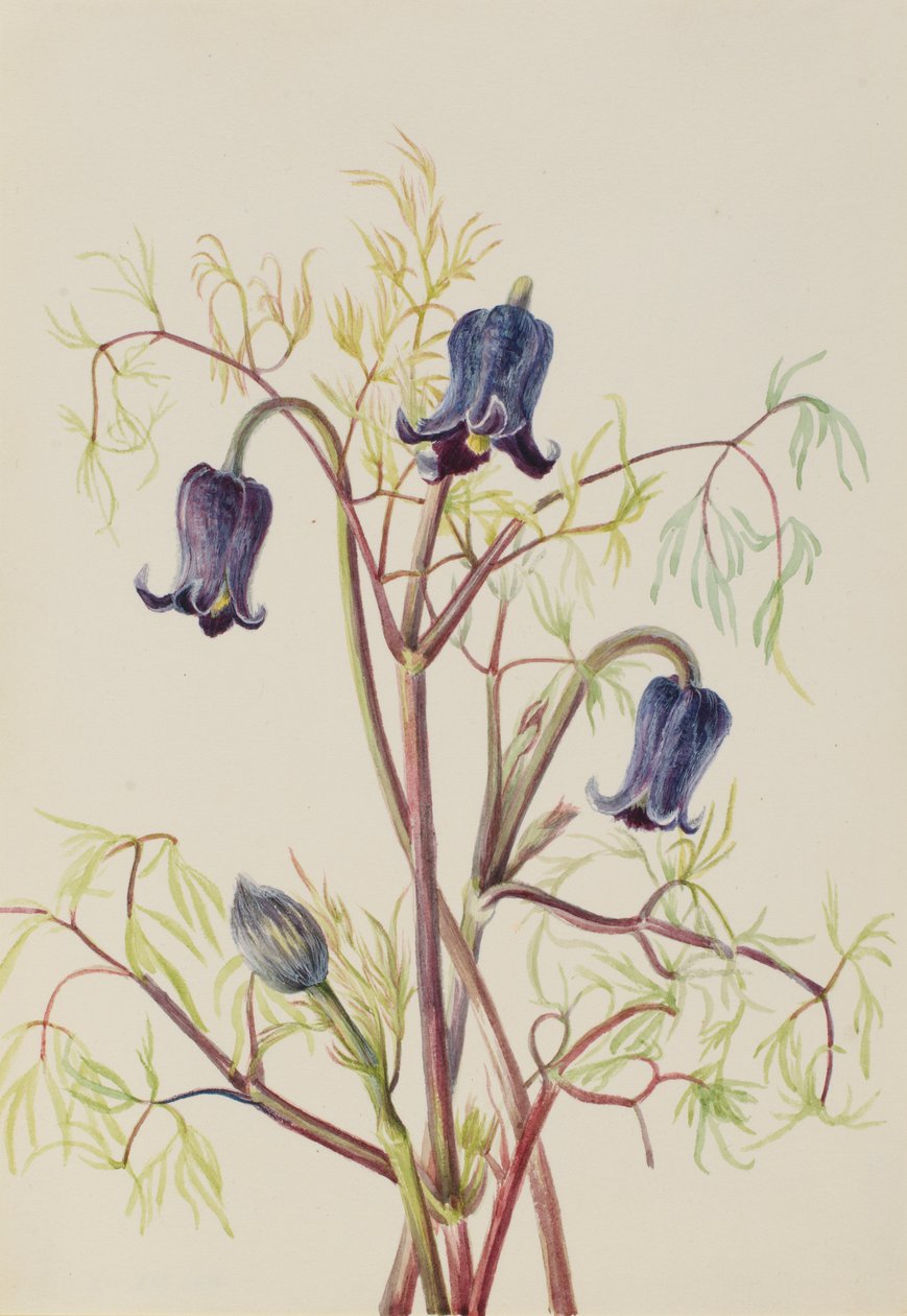 زهرة الجلد (Clematis hirsutissima) بواسطة ماري فو والكوت