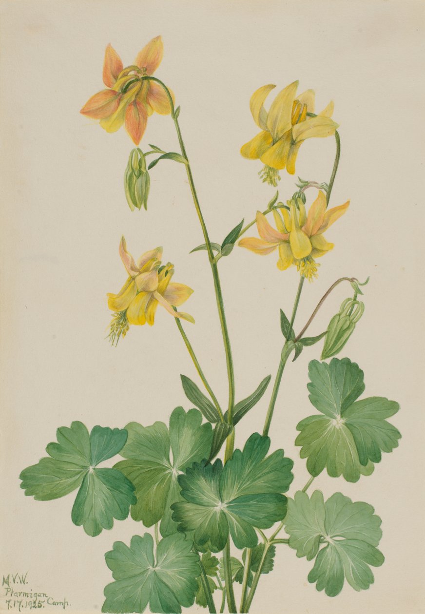 ليمون كولومبين Aquilegia flavescens ، 1925. بواسطة ماري فو والكوت