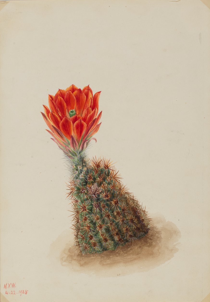 Lloyd's Strawberry Cactus Echinocereus lloydii ، 1925. بواسطة ماري فو والكوت