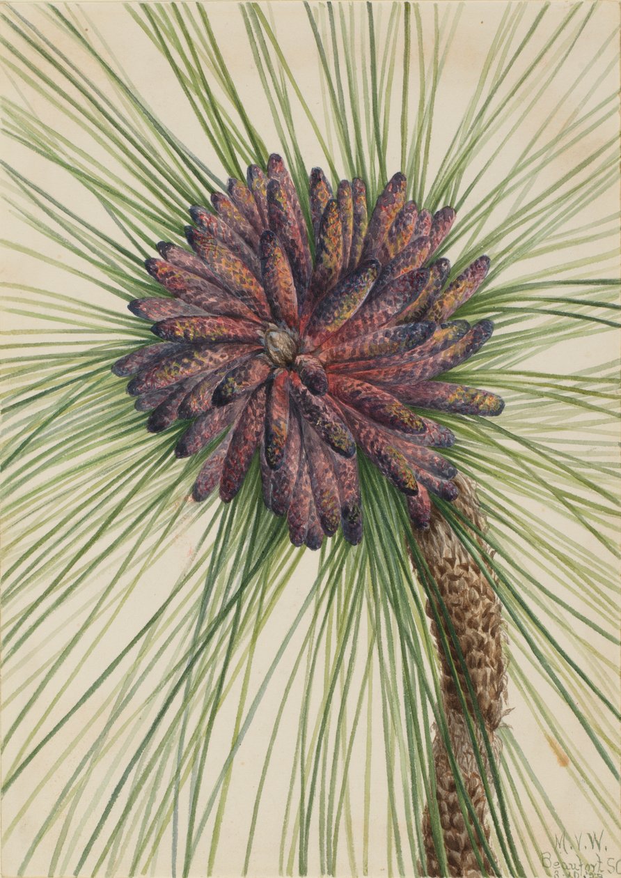 Longleaf Pine Pinus palustris ، 1929. بواسطة ماري فو والكوت