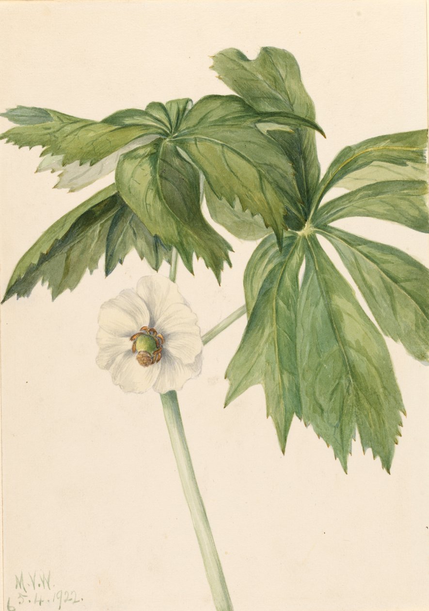 Mayapple Podphyllum paltatum ، 1922. بواسطة ماري فو والكوت