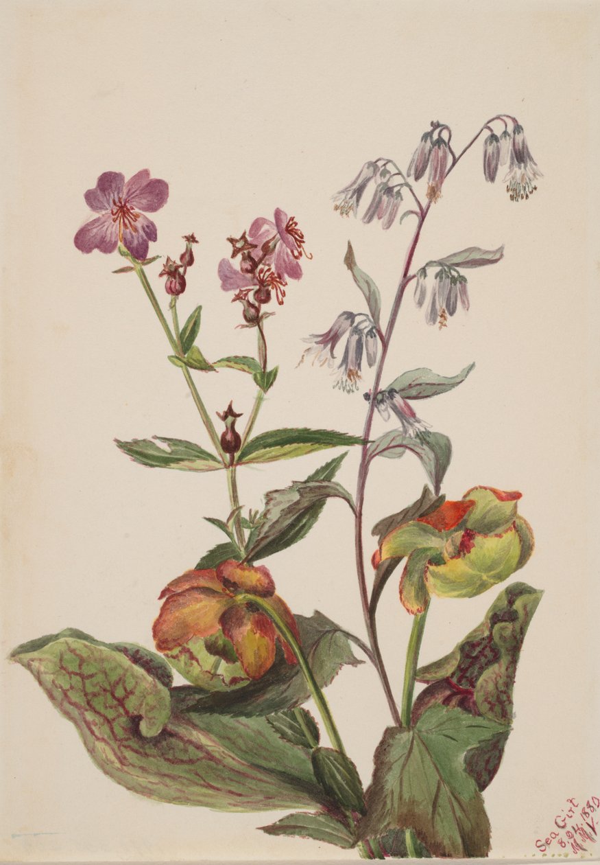 Meadow Beauty Rhexia virginica، Rattlesnake Roat Nabalus albus، Pitcherplant ...، 1880. بواسطة ماري فو والكوت
