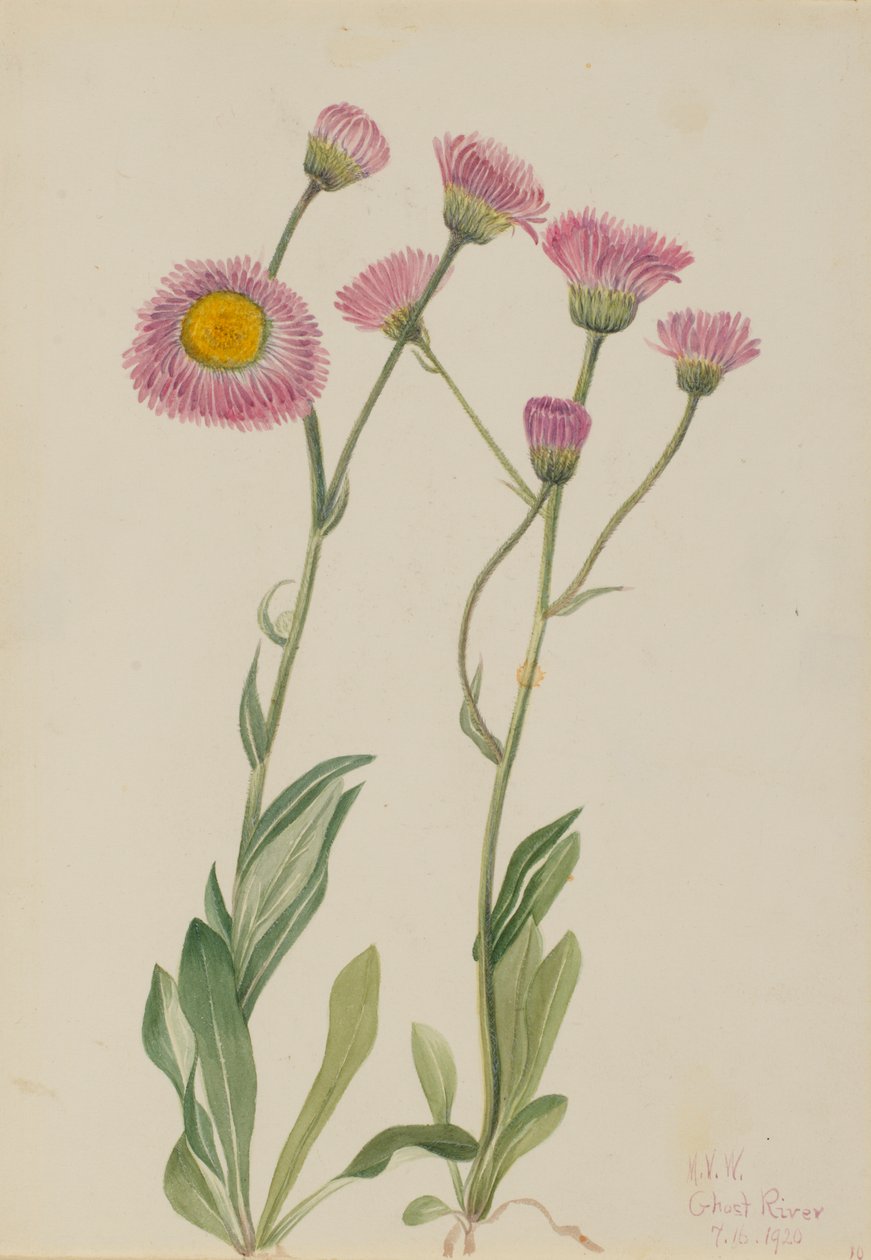 مرج Fleabane Erigeron speciosus ، 1920. بواسطة ماري فو والكوت
