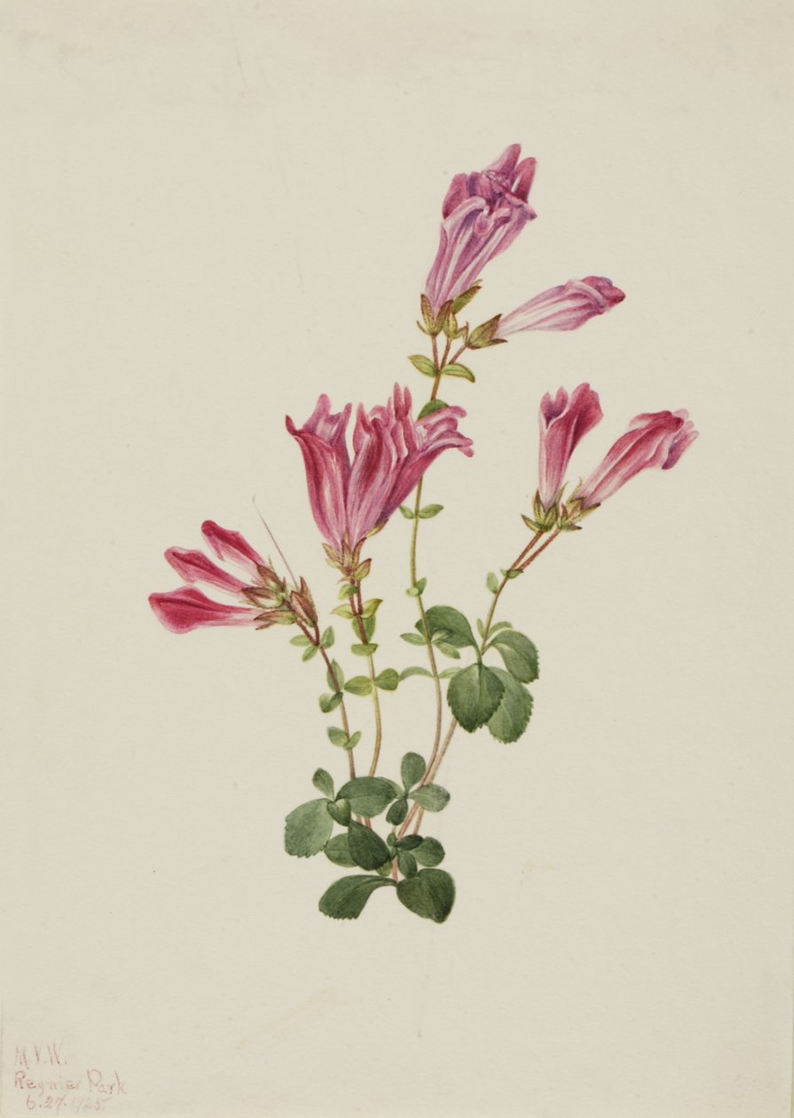 Menzies Pentstemon Pentstemon menziesii ، 1925. بواسطة ماري فو والكوت