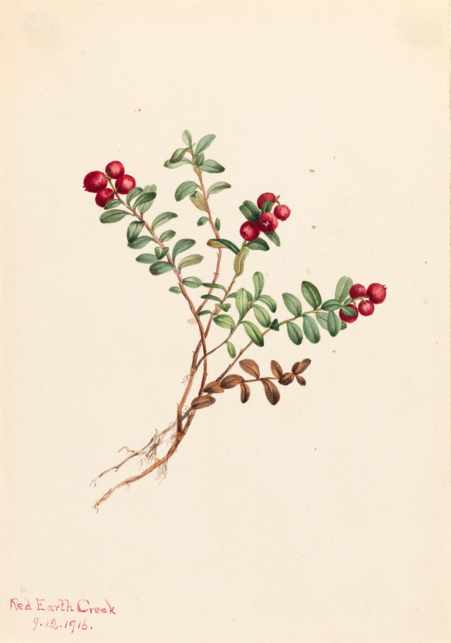 جبل التوت البري Vaccinium vitisdaea ناقص ، 1916. بواسطة ماري فو والكوت