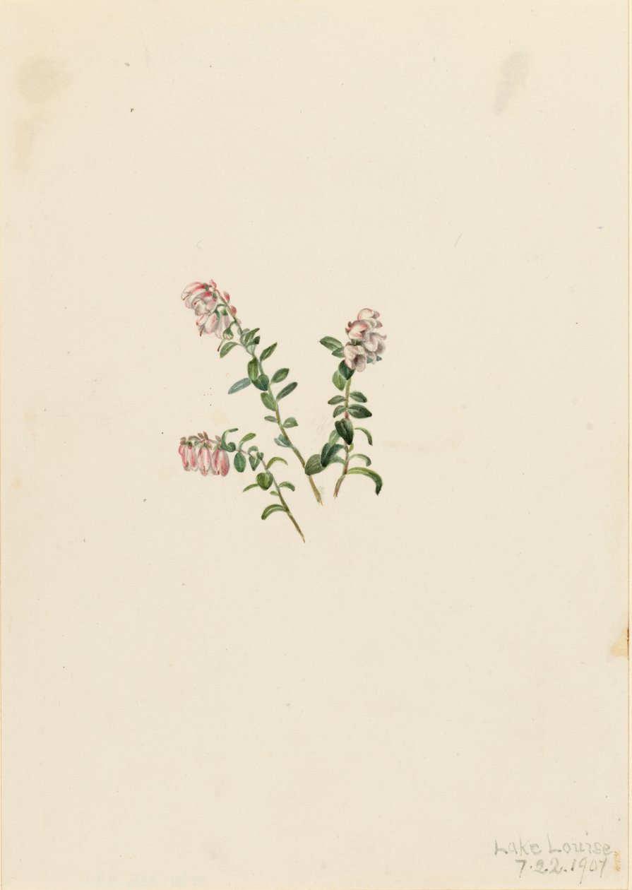 جبل التوت البري Vaccinium vitisidaea ناقص ، 1907. بواسطة ماري فو والكوت