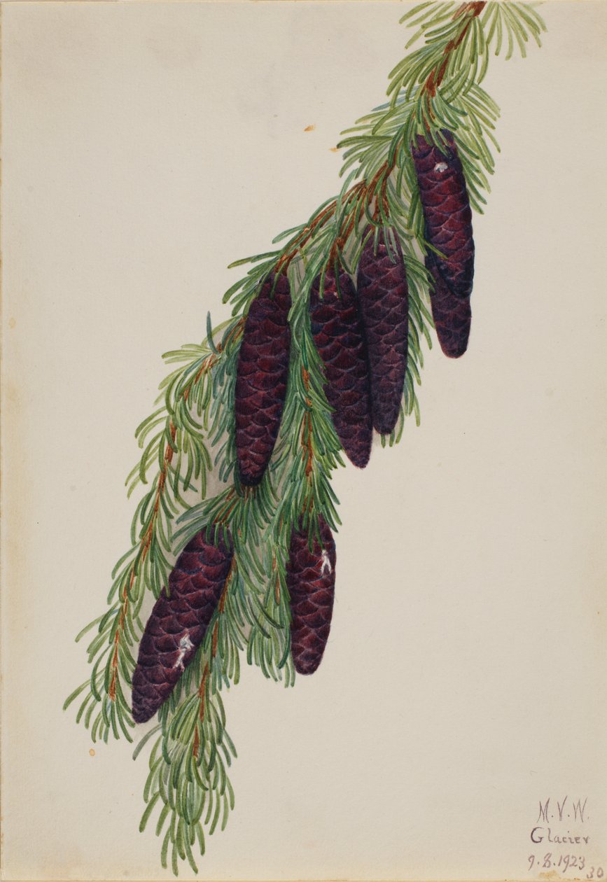 جبل Hemlock Tsuga mertensiana ، 1923. بواسطة ماري فو والكوت
