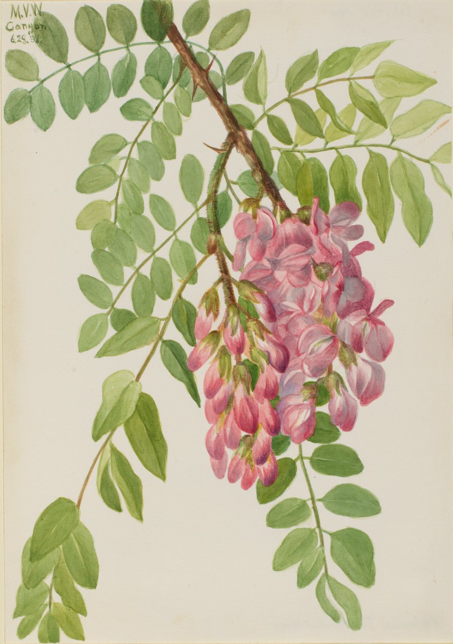 الجراد المكسيكي الجديد Robinia neomexicana1938. بواسطة ماري فو والكوت