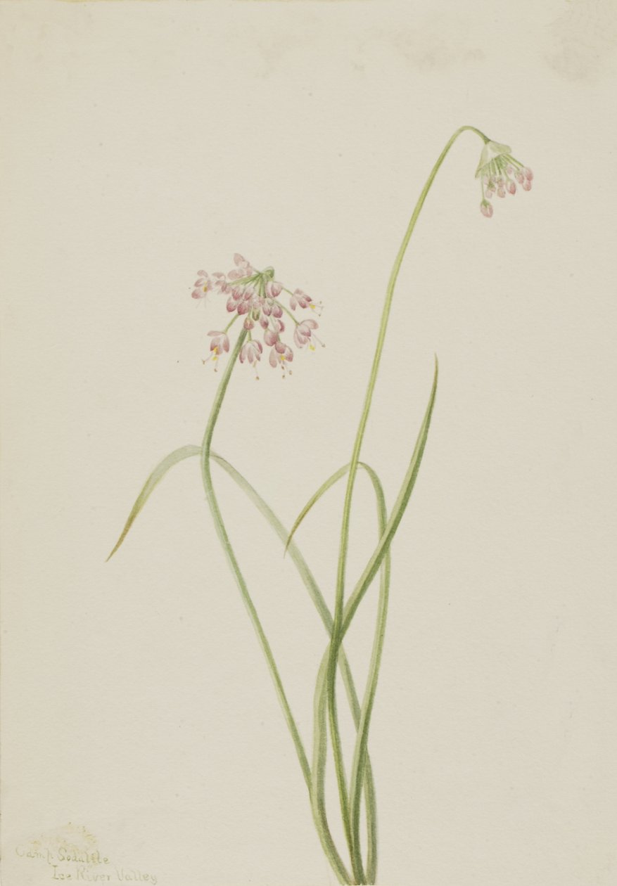 الإيماء بالبصل Allium cernuum ، 1901. بواسطة ماري فو والكوت