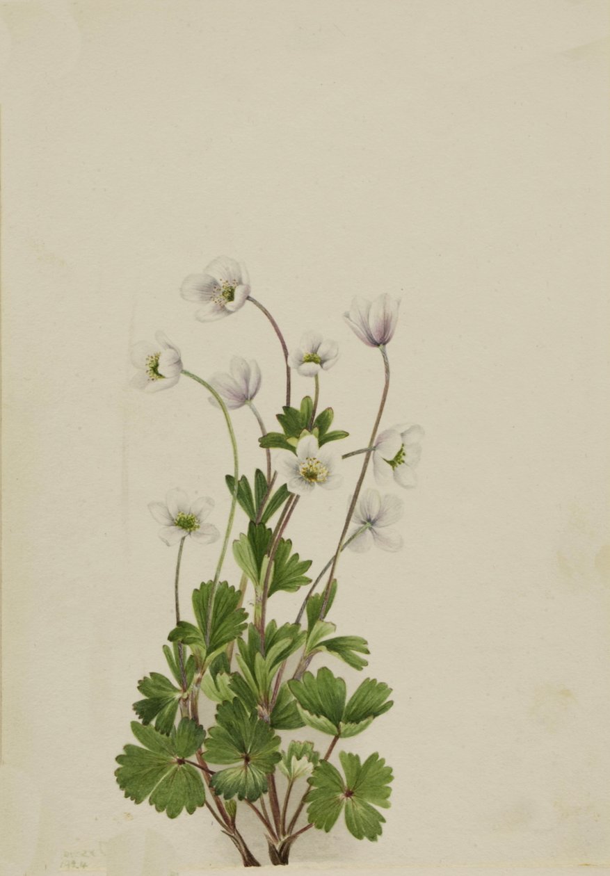 شقائق النعمان الشمالية parviflora ، 1924. بواسطة ماري فو والكوت