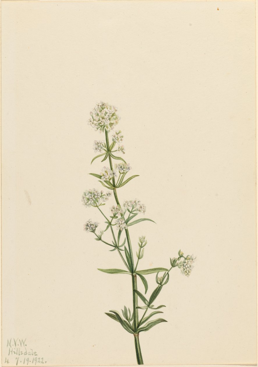 شمال Bedstraw Galium boreale ، 1922. بواسطة ماري فو والكوت