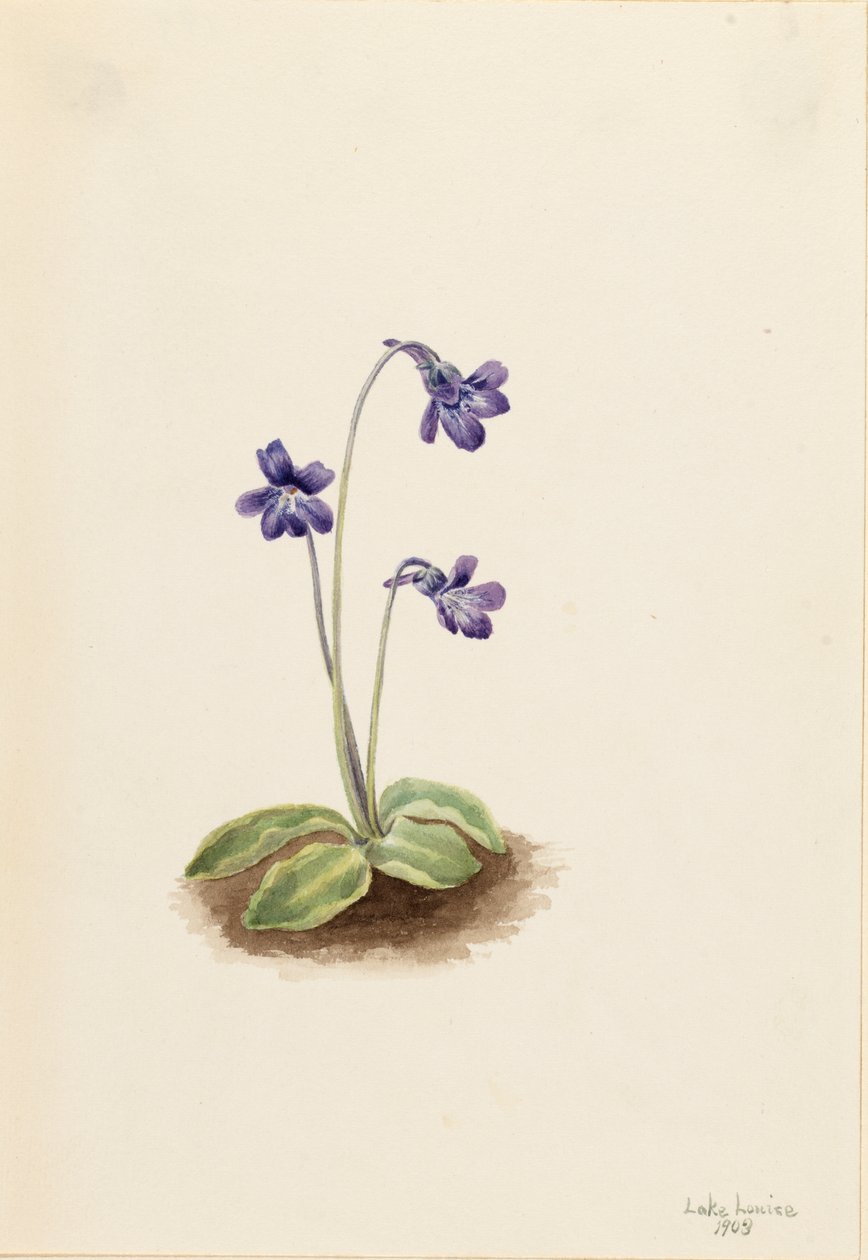 شمال باتروورت Pinguicula vulgaris ، 1903. بواسطة ماري فو والكوت