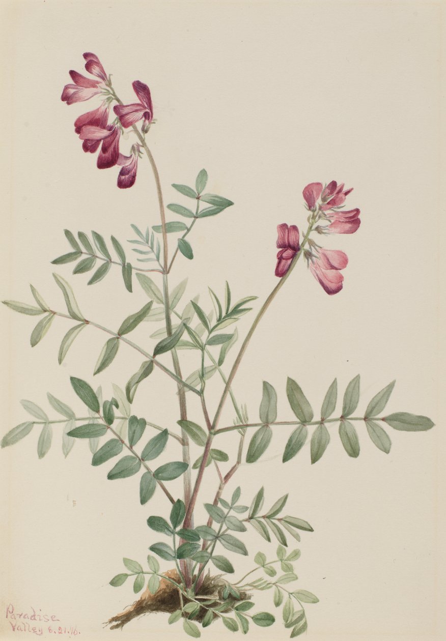 Hedysarum الشمالية Hedysarum boreale ، 1916 بواسطة ماري فو والكوت