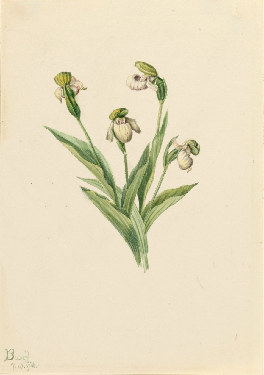 شبشب سيدة الشمال Cypripedium passerinum ، 1916. بواسطة ماري فو والكوت