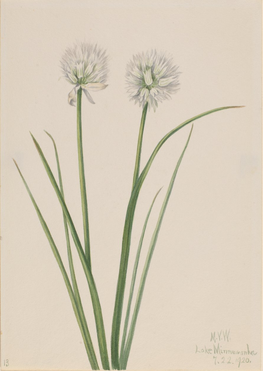 البصل الشمالي Allium sibiricum ، 1920. بواسطة ماري فو والكوت