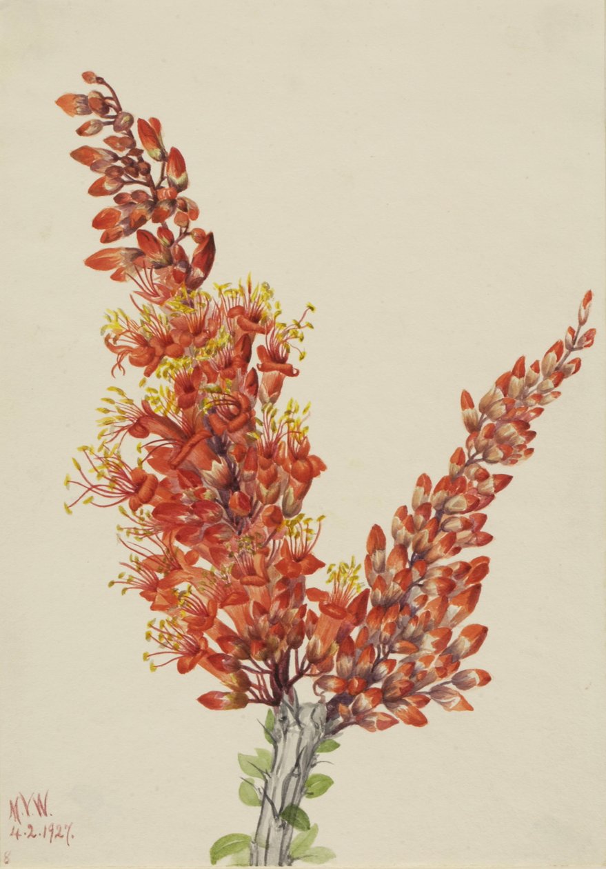 Ocotillo Fouquieria Splendens ، 1927. بواسطة ماري فو والكوت