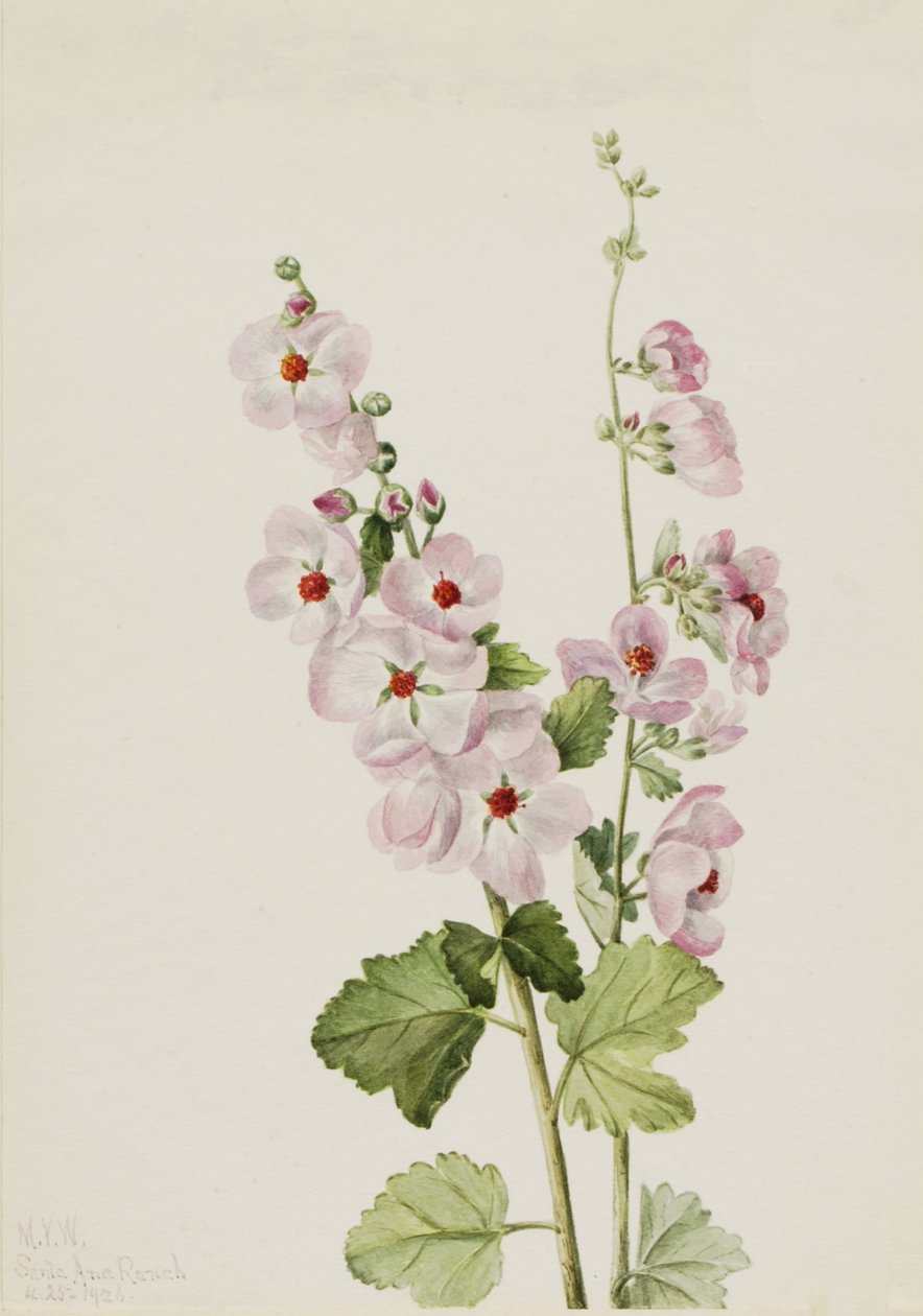 أورانج العين Globemallow Sphaeralcea davidsonii ، 1926. بواسطة ماري فو والكوت