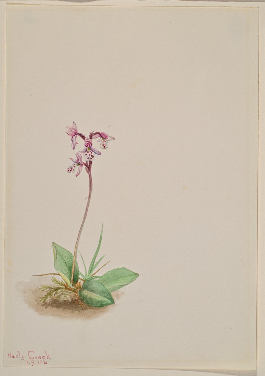 Orchis Orchis rotundifolia ، 1916. بواسطة ماري فو والكوت