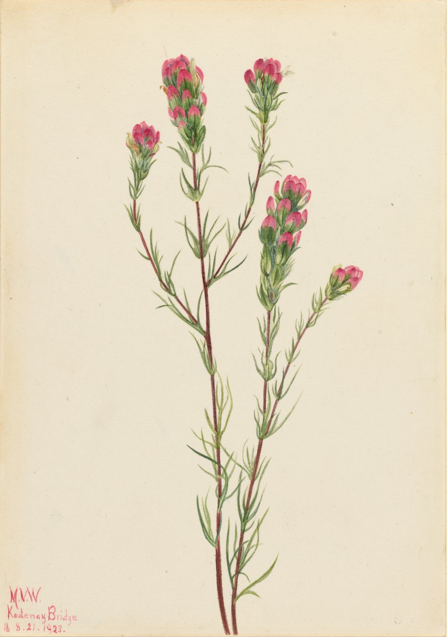 البومة البرسيم Orthocarpus tenuifolius ، 1923. بواسطة ماري فو والكوت