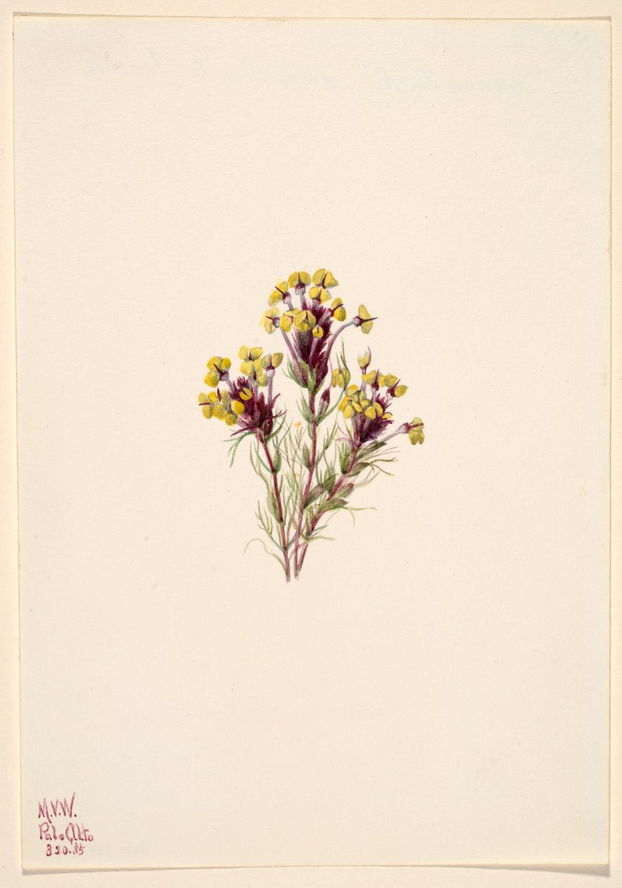 برسيم البومة (Orthocarpus erianthus) بواسطة ماري فو والكوت
