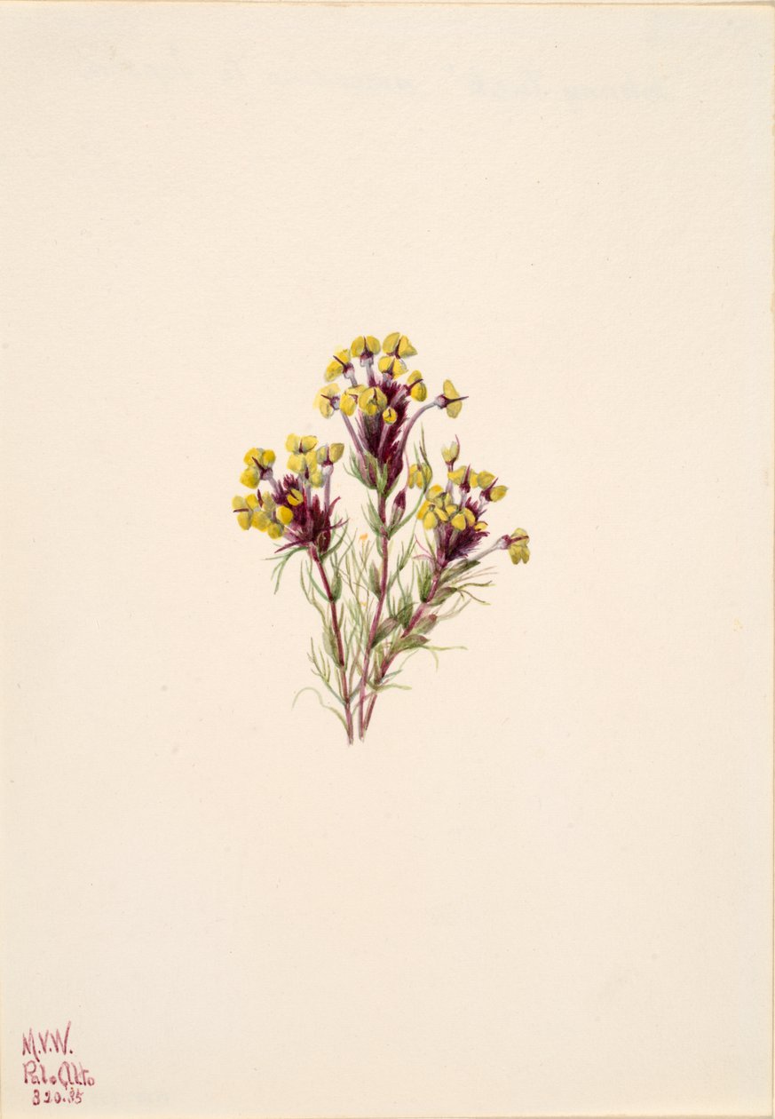 البومة البرسيم Orthocarpus erianthus ، 1935. بواسطة ماري فو والكوت