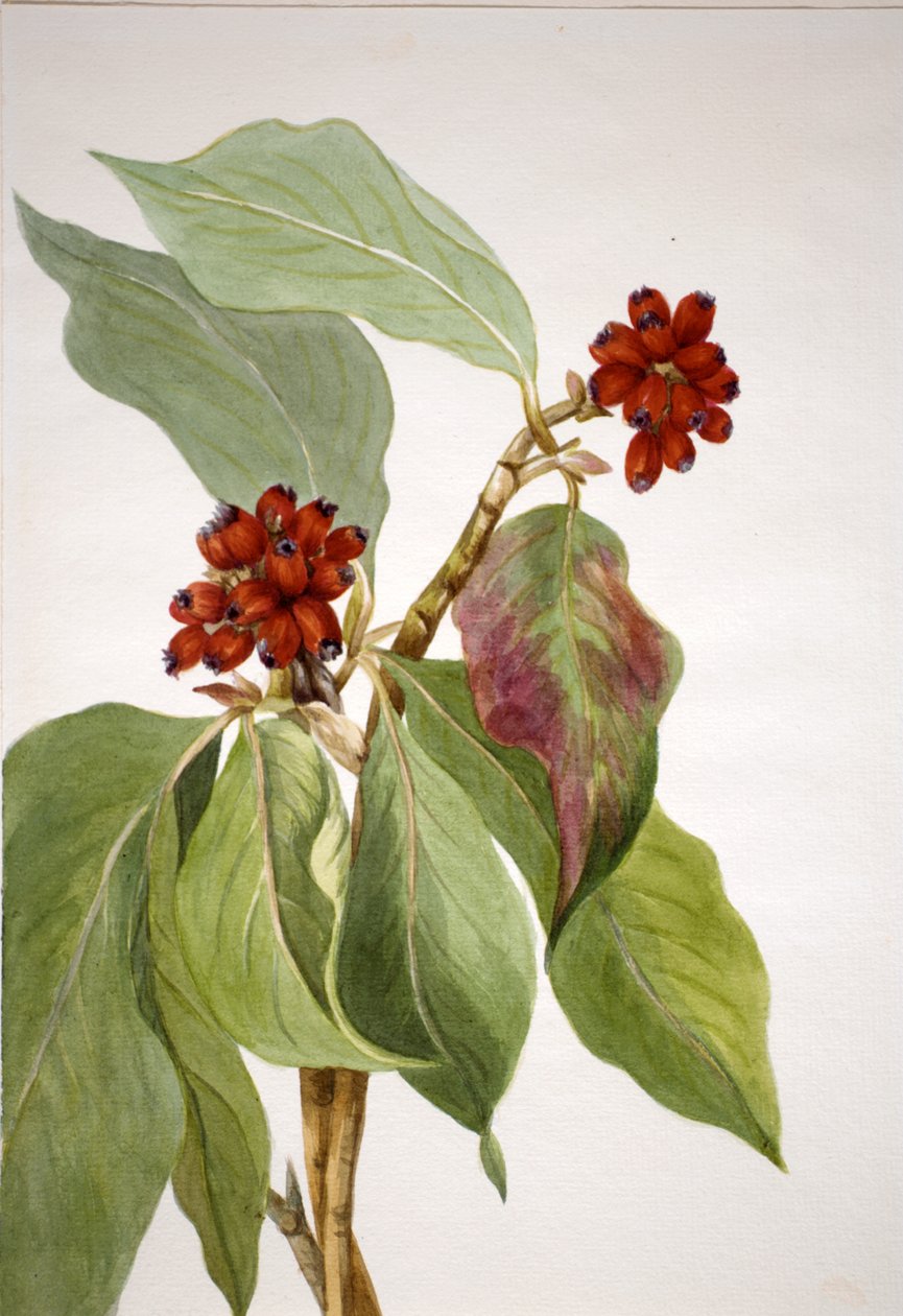 قرانيا المحيط الهادئ Cornus nuttallii ، 1933. بواسطة ماري فو والكوت