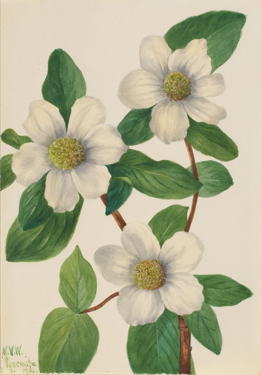 قرانيا المحيط الهادئ Cornus nuttallii ، 1933. بواسطة ماري فو والكوت