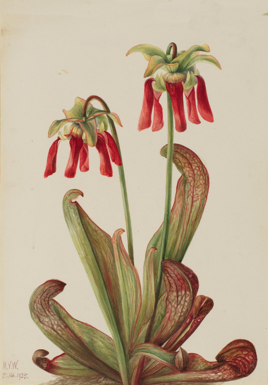 الببغاء Pitcherplant Sarracenia psittacina ، 1925. بواسطة ماري فو والكوت