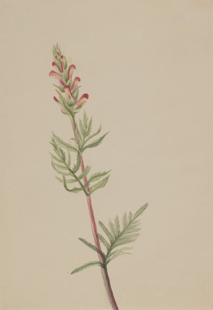 Pedicularis bracteosa ، كاليفورنيا. 1917-1918. بواسطة ماري فو والكوت