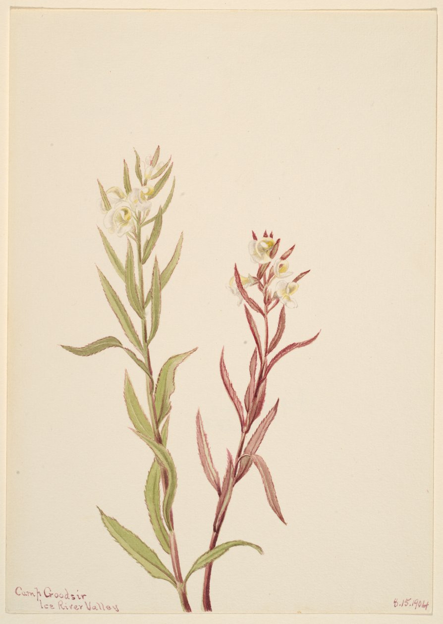 Pedicularis raremosa ، 1904. بواسطة ماري فو والكوت