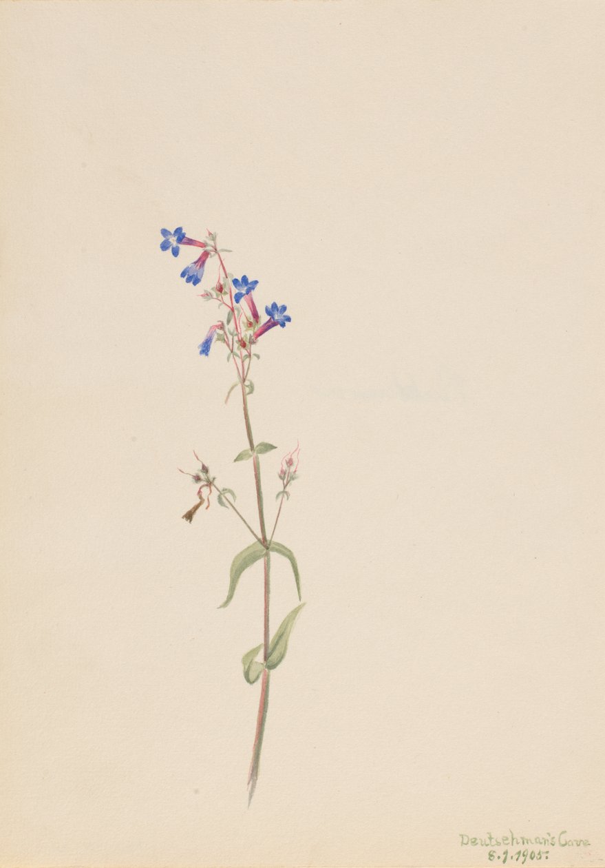 Pentstemon Pentstemon procerus، 1905. بواسطة ماري فو والكوت