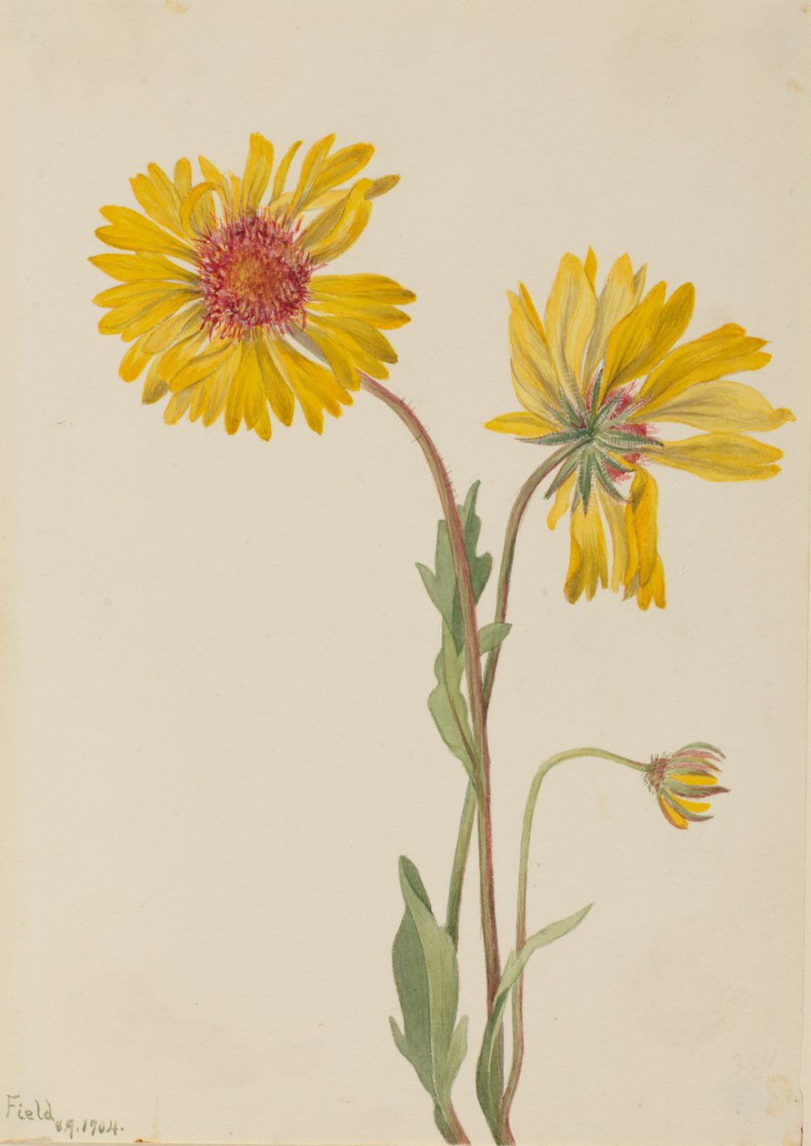 المعمرة Gaillardia Gaillardia aristata ، 1904. بواسطة ماري فو والكوت