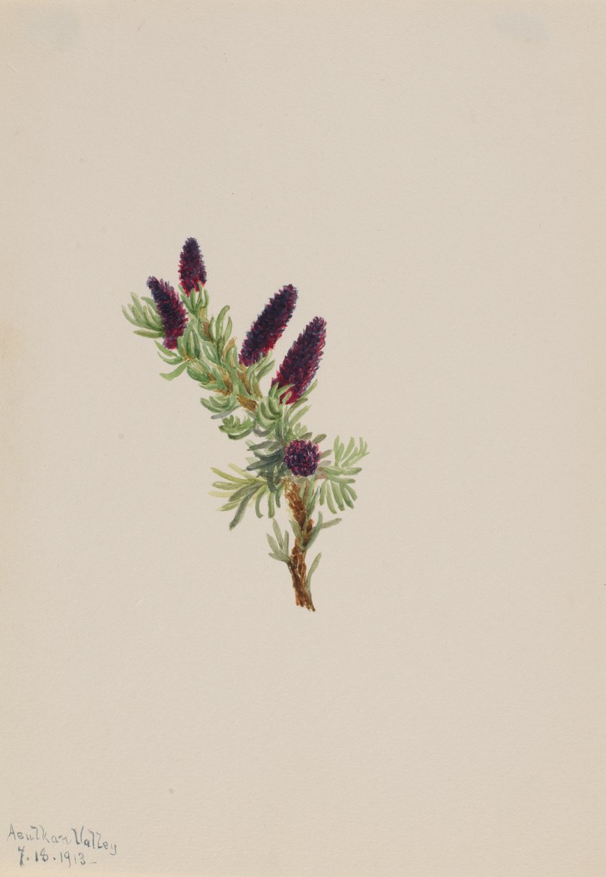 Picea engelmanni ، 1913. بواسطة ماري فو والكوت
