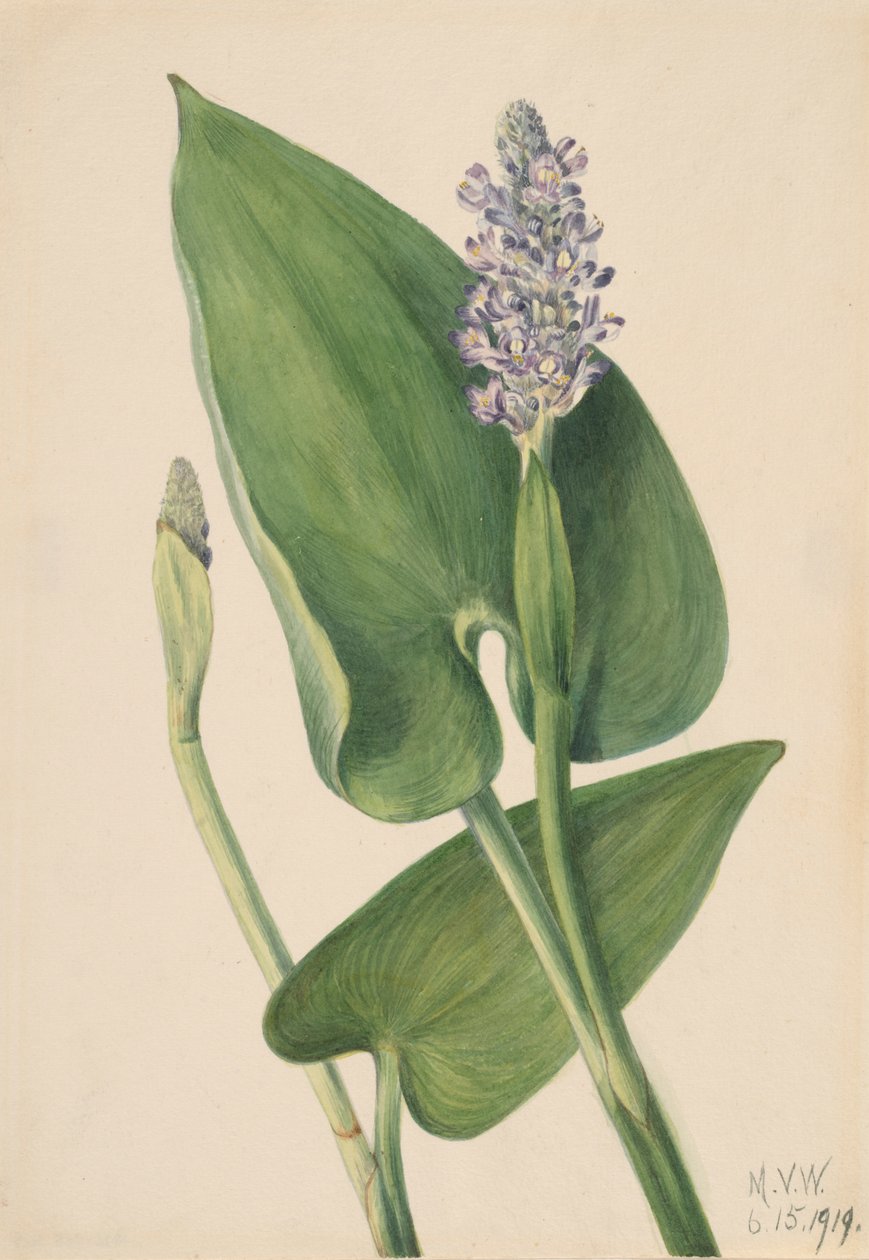 Pickerelweed Pontederia cordata ، 1919. بواسطة ماري فو والكوت
