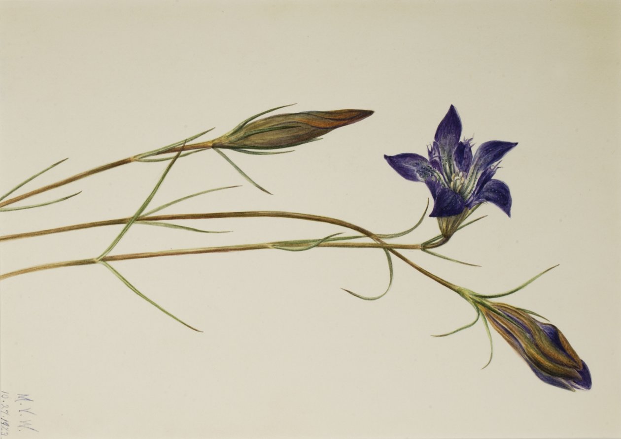 Pinebarren Gentian Gentiana Porphyrio ، 1923 بواسطة ماري فو والكوت