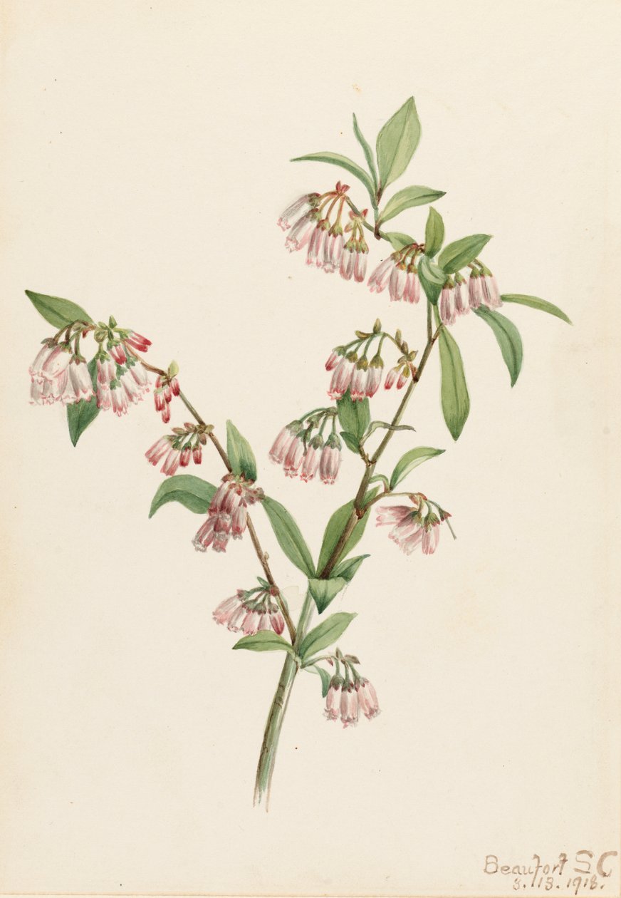 Pineland Blueberry Vaccinium tenellum ، 1918. بواسطة ماري فو والكوت
