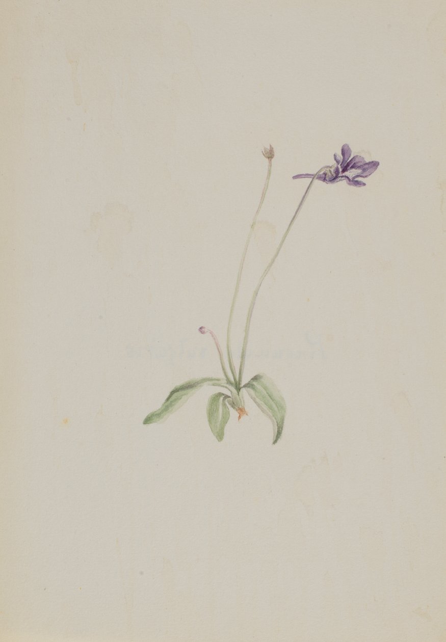 Pinguicula vulgaris ، كاليفورنيا. أوائل الثلاثينيات. بواسطة ماري فو والكوت