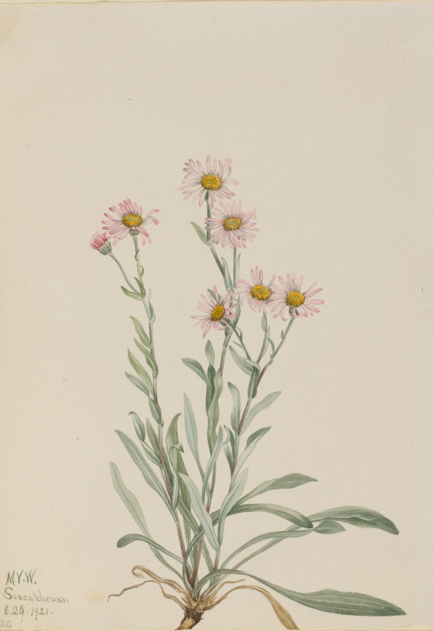 الوردي Fleabane Erigeron caespitosus ، 1921. بواسطة ماري فو والكوت
