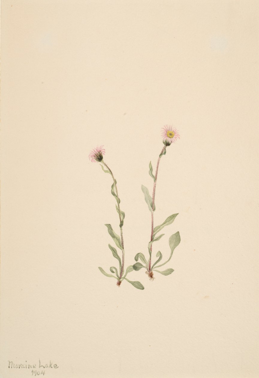 الوردي Fleabane Erigeron jucundus ، 1904 بواسطة ماري فو والكوت