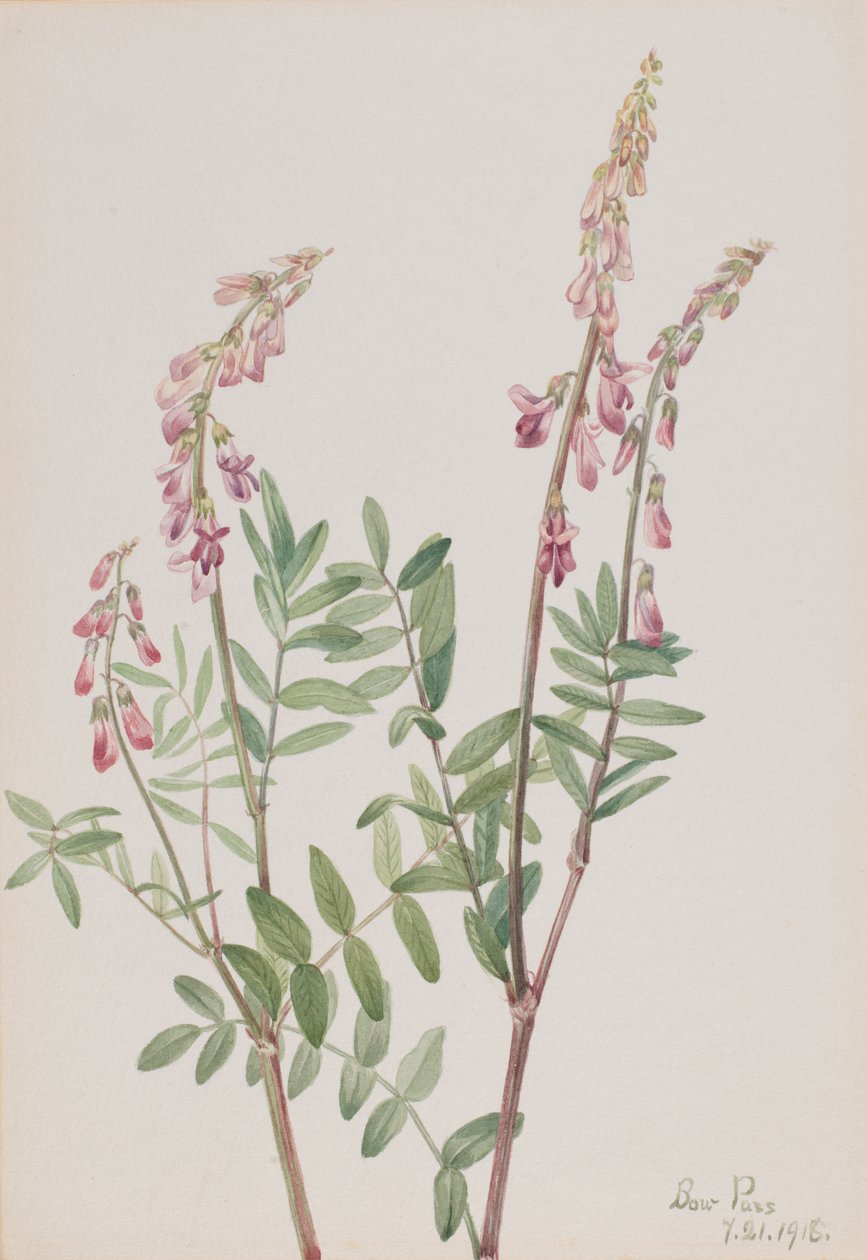 Hedysarum الوردي Hedysarum americanum ، 1918. بواسطة ماري فو والكوت