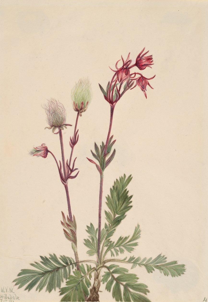 Prairie-Smoke Sieversia ciliata ، 1921. بواسطة ماري فو والكوت