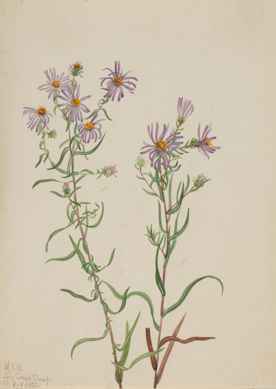 Prairie Aster Aster campestris ، 1923. بواسطة ماري فو والكوت