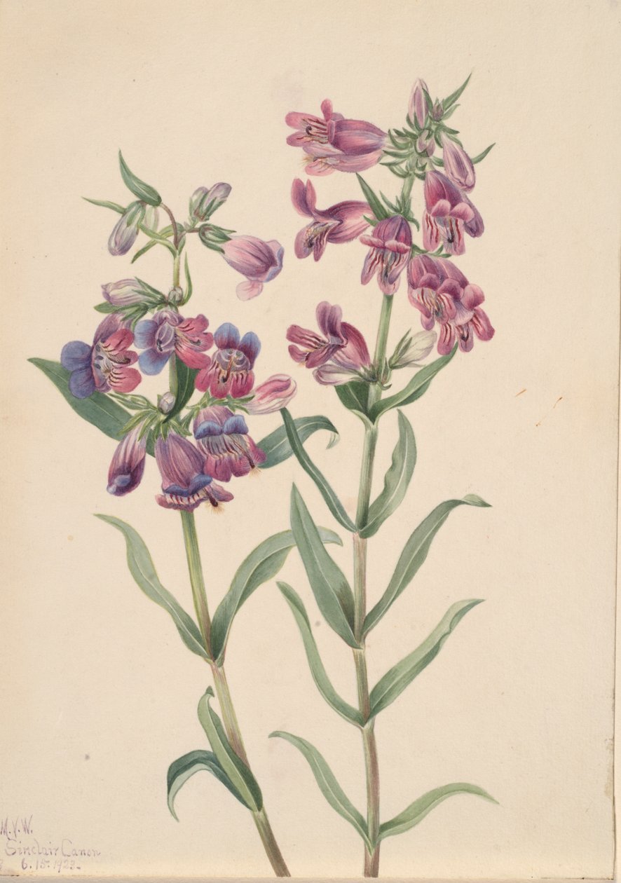 البراري Pentstemon Pentstemon erianthera ، 1923. بواسطة ماري فو والكوت
