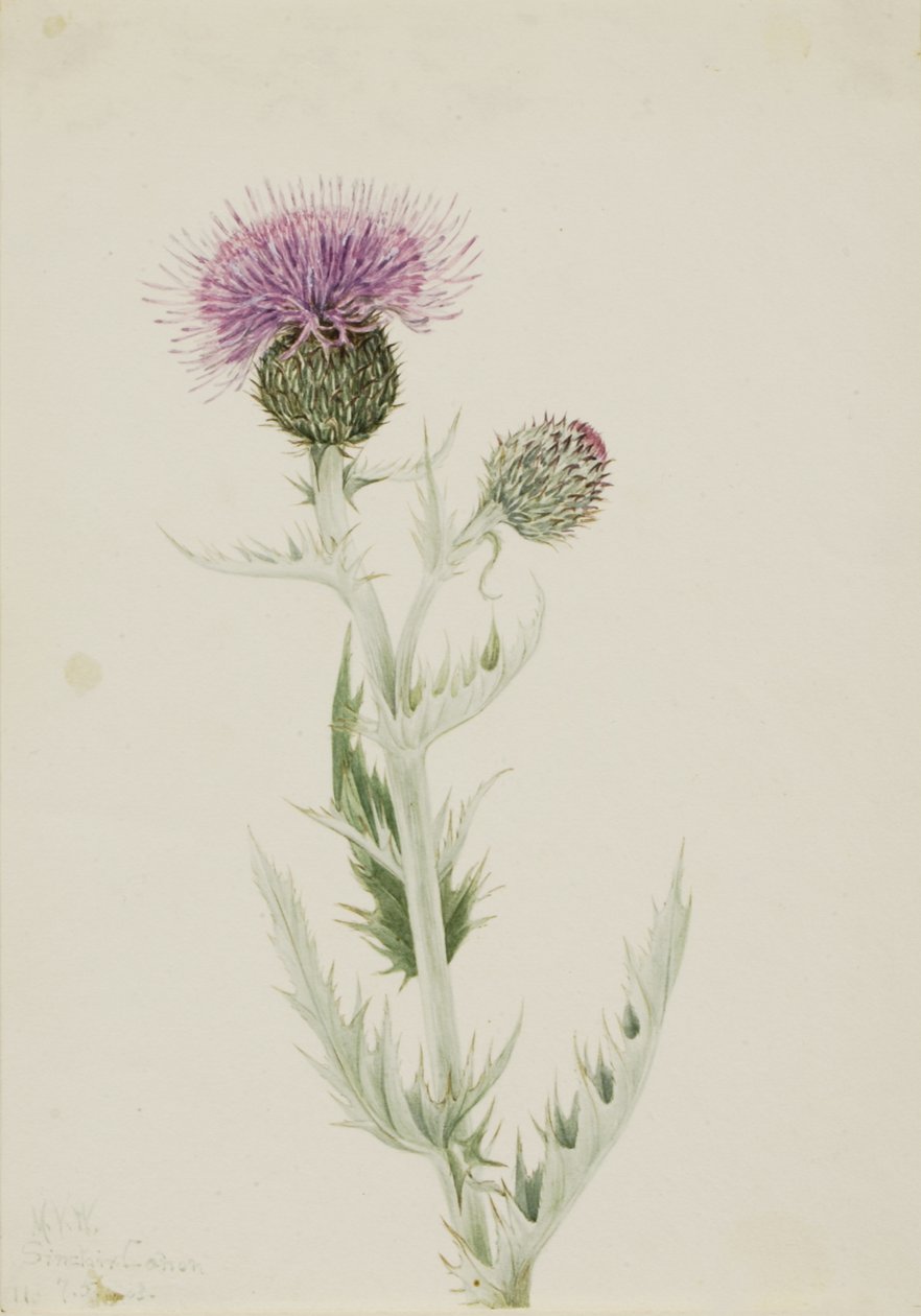 البراري ثيسل Cirsium undulatum ، 1923. بواسطة ماري فو والكوت