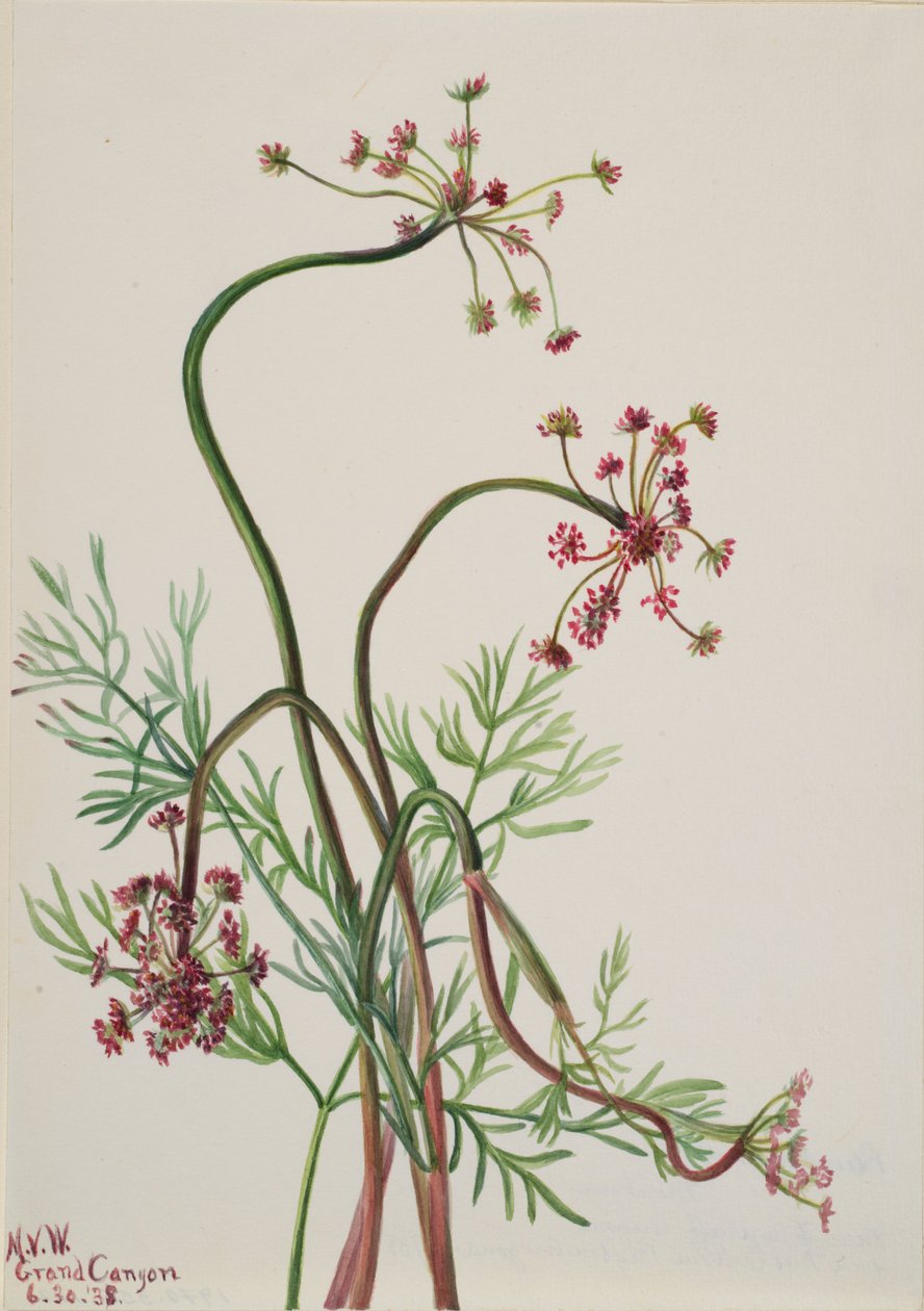 Pseudocymopterus montanus ، 1938 بواسطة ماري فو والكوت